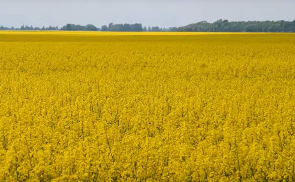 VIDEO: žalia ir geltona - Lietuvos laukai!