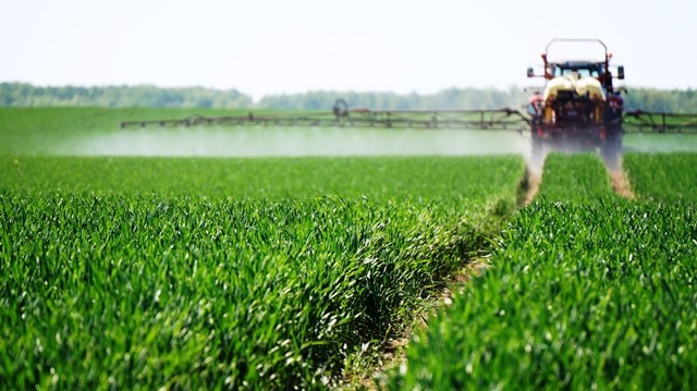 Žieminių augalų priežiūra, sausrai besitęsiant