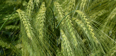 Žieminių javų hibridinių veislių pasėlių priežiūra baigiantis rudens vegetacijai Žieminių javų hibridinių veislių pasėlių priežiūra baigiantis rudens vegetacijai