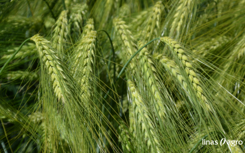 Žieminių javų hibridinių veislių pasėlių priežiūra baigiantis rudens vegetacijai