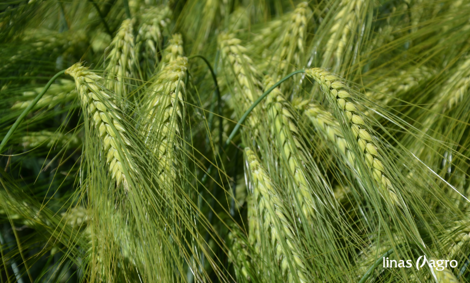 Žieminių javų hibridinių veislių pasėlių priežiūra baigiantis rudens vegetacijai