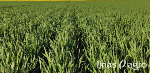 Žieminių javų pasėlių priežiūra vasaros pradžioje: svarbiausi darbai Žieminių javų pasėlių priežiūra vasaros pradžioje: svarbiausi darbai