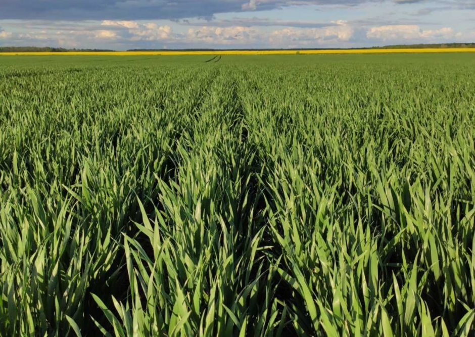 Žieminių javų pasėlių priežiūra vasaros pradžioje: svarbiausi darbai