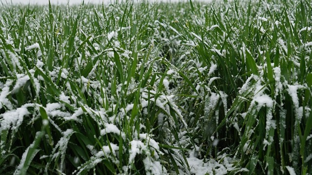 Žieminių javų pasėlių priežiūros darbai 2020 m. gegužės mėnesį