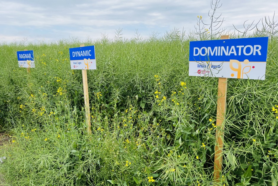 Žieminių kviečių ir rapsų pasėlių priežiūros darbai birželio mėnesį