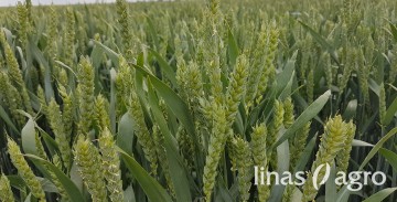 Žieminių kviečių produktyvumas: kokios įtakos turi naujos veislės ir sertifikuotos sėklos? Žieminių kviečių produktyvumas: kokios įtakos turi naujos veislės ir sertifikuotos sėklos?