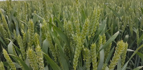 Žieminių kviečių produktyvumas: kokios įtakos turi naujos veislės ir sertifikuotos sėklos? Žieminių kviečių produktyvumas: kokios įtakos turi naujos veislės ir sertifikuotos sėklos?