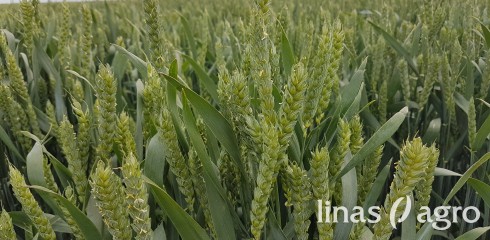 Žieminių kviečių produktyvumas: kokios įtakos turi naujos veislės ir sertifikuotos sėklos? Žieminių kviečių produktyvumas: kokios įtakos turi naujos veislės ir sertifikuotos sėklos?