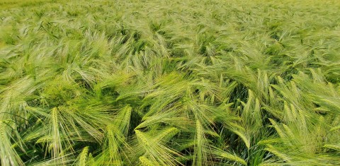 Žieminių miežių sėja: nuo vietos parinkimo iki pirminės pasėlių priežiūros Žieminių miežių sėja: nuo vietos parinkimo iki pirminės pasėlių priežiūros