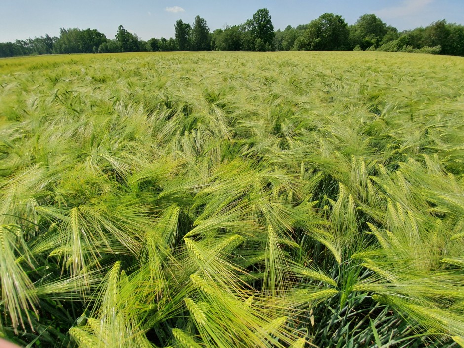 Žieminių miežių sėja: nuo vietos parinkimo iki pirminės pasėlių priežiūros