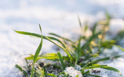 Žieminių rapsų ir žiemkenčių pasėliai. Ko tikėtis pavasarį? 