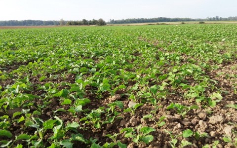 Žieminių rapsų pasėlių rudeninės priežiūros darbai Žieminių rapsų pasėlių rudeninės priežiūros darbai