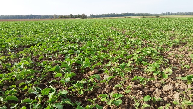 Žieminių rapsų pasėlių rudeninės priežiūros darbai