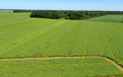 Žieminių rapsų sėja 2021 metais