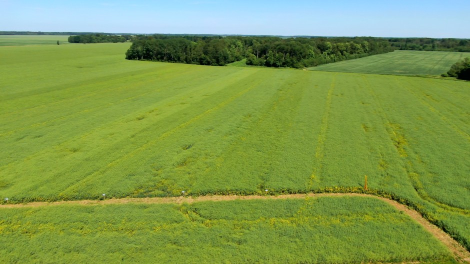 Žieminių rapsų sėja 2021 metais