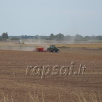 Žieminių rapsų sėjos ypatumai šiemet: kaip sėti, kad augtų