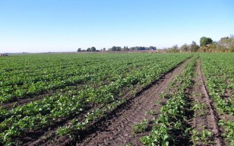 Žiemkenčių pasėliai: svarbiausi darbai šį pavasarį