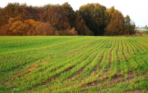 Žiemkenčių pasėlių būklė spalio pabaigoje Žiemkenčių pasėlių būklė spalio pabaigoje