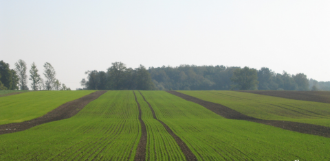 Žiemkenčių pasėlių priežiūra rudens vegetacijos pabaigoje: augimo reguliavimas ir tręšimas Žiemkenčių pasėlių priežiūra rudens vegetacijos pabaigoje: augimo reguliavimas ir tręšimas