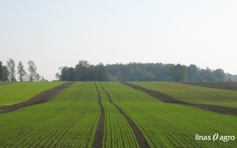 Žiemkenčių pasėlių priežiūra rudens vegetacijos pabaigoje: augimo reguliavimas ir tręšimas