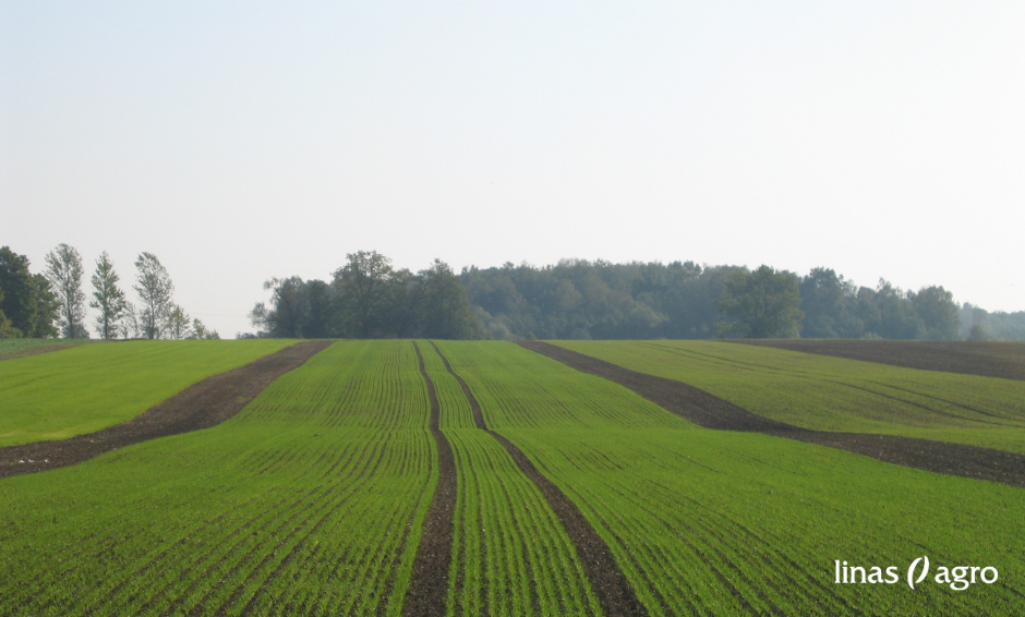 Žiemkenčių pasėlių priežiūra rudens vegetacijos pabaigoje: augimo reguliavimas ir tręšimas