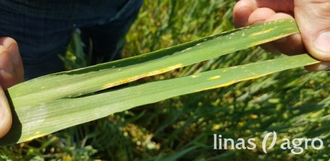 Pasėliuose rasta itin pavojingos ligos – geltonųjų rūdžių požymių! Pasėliuose rasta itin pavojingos ligos – geltonųjų rūdžių požymių!