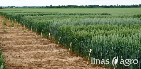 Praktiniai „Linas Agro“ vadybininkų-konsultantų mokymai Dotnuvoje Praktiniai „Linas Agro“ vadybininkų-konsultantų mokymai Dotnuvoje