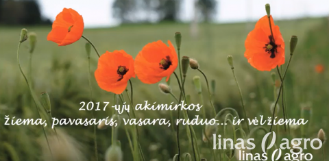 Prisiminkime 2017-ųjų akimirkas! Prisiminkime 2017-ųjų akimirkas!