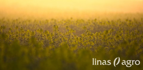 Rapsų augintojams aktuali informacija Rapsų augintojams aktuali informacija