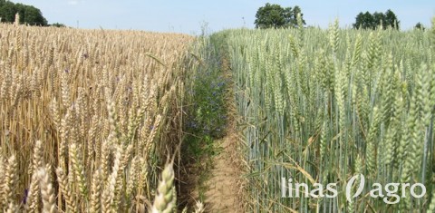 Skirkime dėmesio sėkliniams javų pasėliams ir rudens sėjos planams Skirkime dėmesio sėkliniams javų pasėliams ir rudens sėjos planams