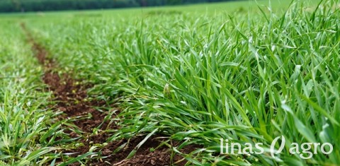 Vasarinių javų pasėlių būklė ir jų priežiūra gegužės pabaigoje-birželio pradžioje Vasarinių javų pasėlių būklė ir jų priežiūra gegužės pabaigoje-birželio pradžioje