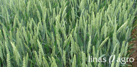 Vasarinių kviečių auginimo agrotechnika: kaip padidinti pasėlių derlių? Vasarinių kviečių auginimo agrotechnika: kaip padidinti pasėlių derlių?