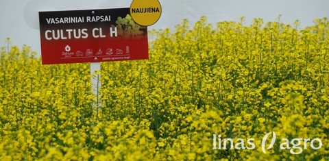 Vasarinių rapsų auginimo technologijų pokyčiai žemesnio ir vidutinio našumo žemėse Vasarinių rapsų auginimo technologijų pokyčiai žemesnio ir vidutinio našumo žemėse