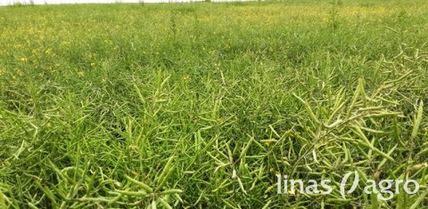 Vasarinių rapsų auginimo technologijų pokyčiai žemesnio našumo žemėse (antra dalis) Vasarinių rapsų auginimo technologijų pokyčiai žemesnio našumo žemėse (antra dalis)
