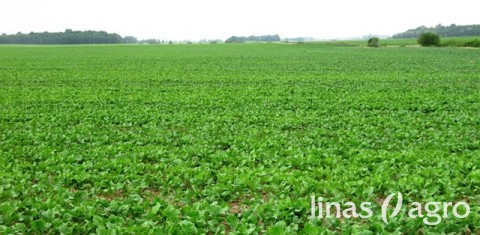 Vasarinių rapsų pasėlių priežiūros akcentai Vasarinių rapsų pasėlių priežiūros akcentai