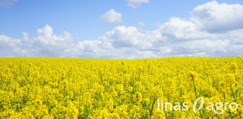 VAT tikrins, ar rapsų augintojai naudoja tinkamus herbicidus VAT tikrins, ar rapsų augintojai naudoja tinkamus herbicidus