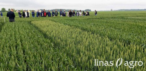 Veislių tyrimai 2020: žieminiai kviečiai (VIDEO) Veislių tyrimai 2020: žieminiai kviečiai (VIDEO)