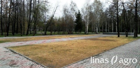 Vejos atgaivinimas po žiemos: ko trūksta žolei Vejos atgaivinimas po žiemos: ko trūksta žolei