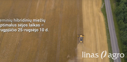 VIDEO patarimai: kaip šiemet sekėsi auginti hibridinius žieminius miežius? VIDEO patarimai: kaip šiemet sekėsi auginti hibridinius žieminius miežius?