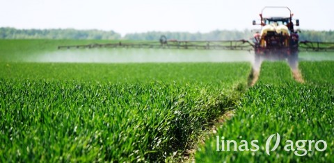 Žieminių augalų priežiūra, sausrai besitęsiant Žieminių augalų priežiūra, sausrai besitęsiant