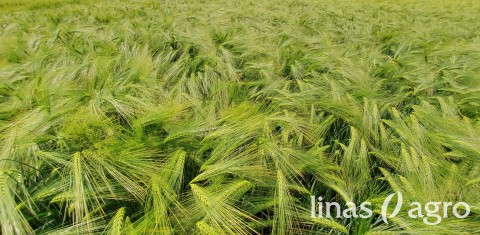 Žieminių miežių sėja: nuo vietos parinkimo iki pirminės pasėlių priežiūros Žieminių miežių sėja: nuo vietos parinkimo iki pirminės pasėlių priežiūros