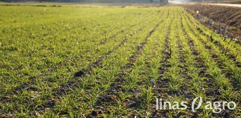Žieminių rapsų ir javų augimo bei vystymosi ypatumai 2018 metų pavasarį Žieminių rapsų ir javų augimo bei vystymosi ypatumai 2018 metų pavasarį