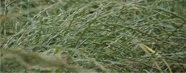 GRASSMAX ORIGINAL GRASSMAX ORIGINAL