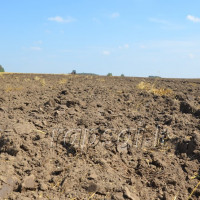 Humuso kiekio dirvožemiuose padidinimo galimybės bei būdai Humuso kiekio dirvožemiuose padidinimo galimybės bei būdai