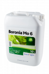 BORONIA Mo 6