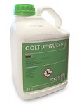 Goltix Queen Goltix Queen