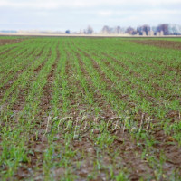 Žieminių javų hibridinių veislių pasėlių priežiūros specifika Žieminių javų hibridinių veislių pasėlių priežiūros specifika