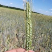Žieminių rugių hibridinių veislių auginimo nauda Žieminių rugių hibridinių veislių auginimo nauda